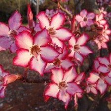 ADENIUM MULTIFLORUM - 5 SEMI