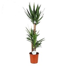 Yucca, pianta d'appartamento