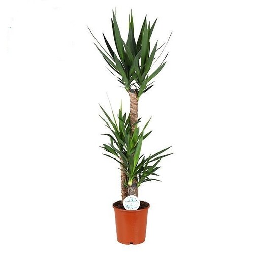 Yucca pianta appartamento - yucca,,