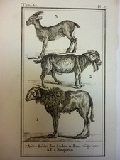 Orig. Incisione su rame -