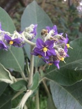 Solanum mauritianum - albero