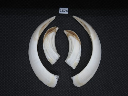 Wild boar tusks - (no., 1674)