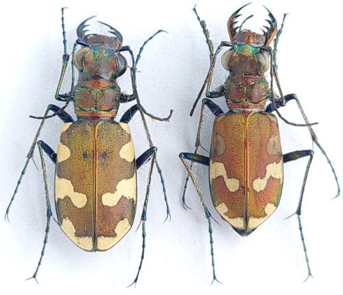 Carabidae cicindelinae - carabidae,,