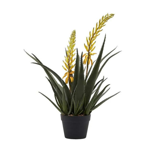 Aloe vera pianta - vera,