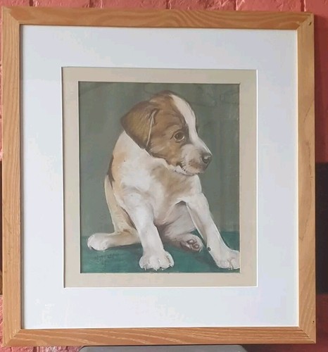 Jack russell segugio - jack, russell,