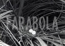 Foto Vintage Animali Regno