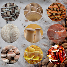 Coltivazione Funghi Covata Grani - Fresco e Completamente Colonizzato - Cereali Bio Substrato Starter