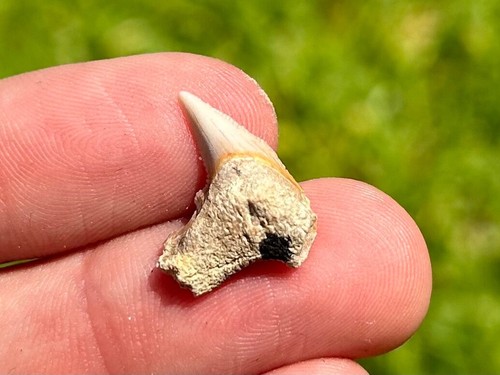 Dente squalo tigre fossile - squalo,