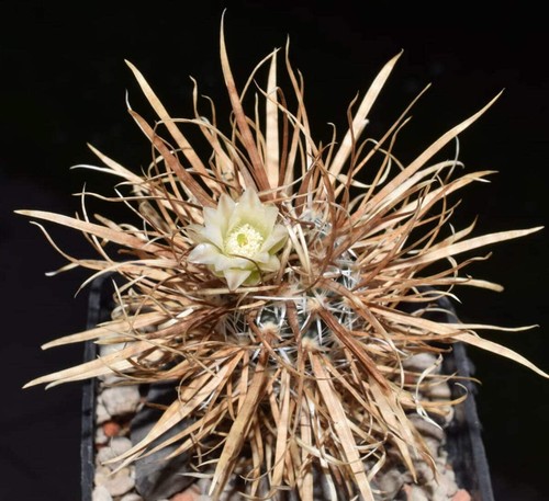Pediocactus papyracantha 100