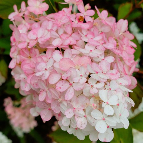 Ortensia pannocchia rosa e - ortensia,