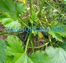 25 Semi Zucchina Verde