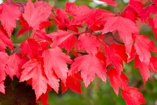 Pianta di Acero rosso Acer