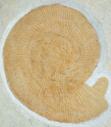 Malm silicisphinctes hoederli - malm,