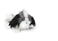 Oscar newman shih - oscar,