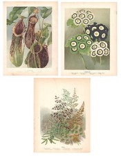 Antique Botanical Prints LOT 3