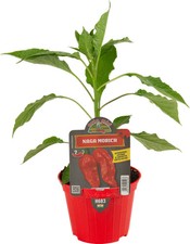 Peperoncino piccante naga