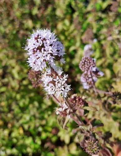 Menta acquatica mentha - acquatica,