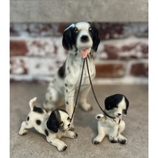 Springer Spaniel inglese