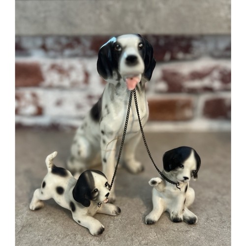 Springer spaniel inglese - spaniel,