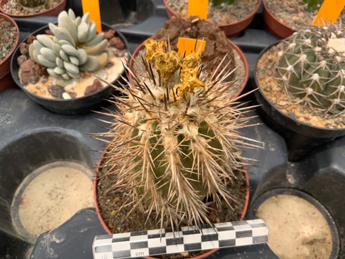 298 copiapoa calderana - copiapoa,