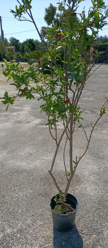 Pianta melograno frutto - pianta,