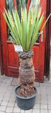 Yucca faxoniana dal Messico
