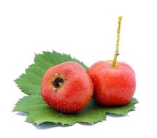 20 semi di biancospino albero