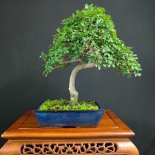 BONSAI DI OLMO CINESE