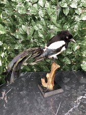 gazza ladra (Pica pica)