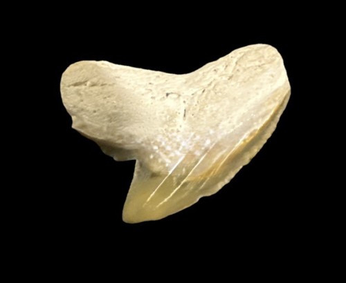 Bellissimo dente squalo - di,