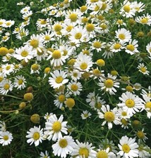 10.000 Semi Camomilla Comune Matricaria Chamomilla Recutita Chamomile Kamille