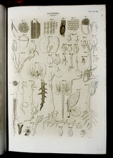 1849 Stampa Antica