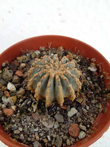 Geohintonia mexicana cm we - geohintonia,