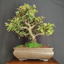 BONSAI DI LECCIO