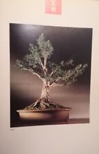 BONSAI TASSO CILIEGIO POSTER F/R ESTRATTO DA RARO CATALOGO FOTOGRAFICO
