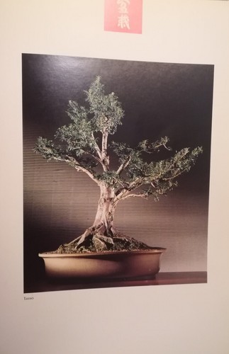 Bonsai tasso ciliegio poster - bonsai,