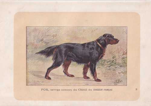Stampa gordon setter dog - setter,