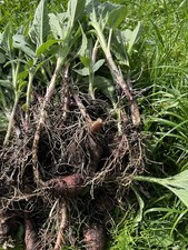 8 giovani piante topinambur - dal mio GIARDINO BIOLOGICO resistenti - commestibili - api