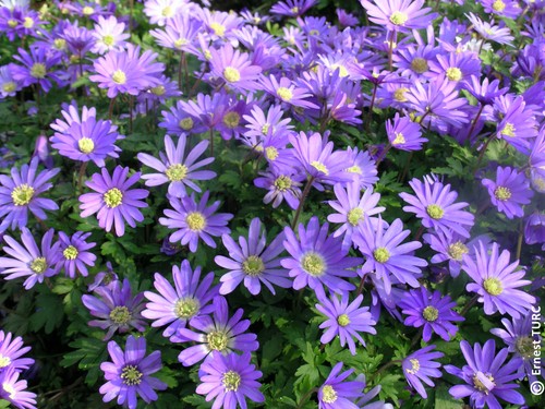 Anemone blanda blue - blanda, shades'