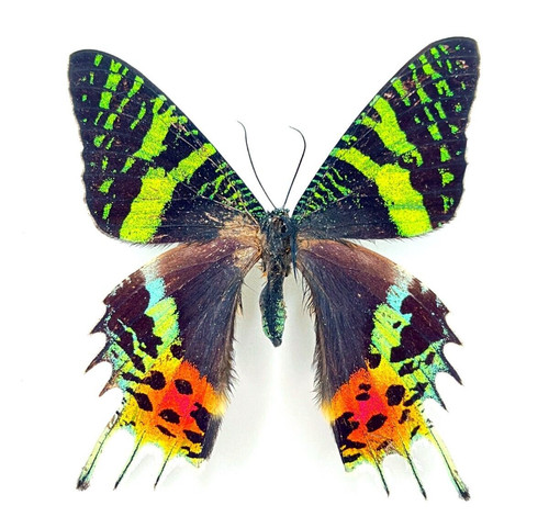 Urania ripheus recto vero - urania,