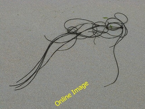 Photo 6x4 seaweed art - photo,