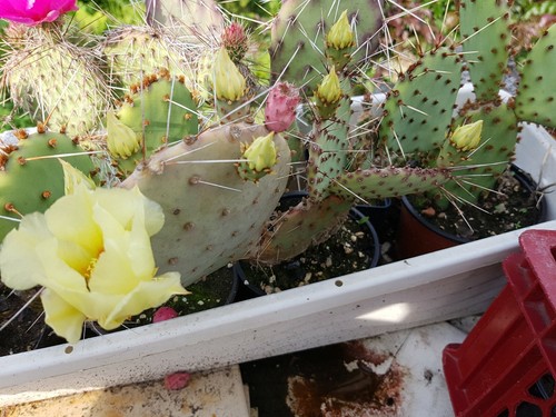 Cactus resistenti 35 - cactus,