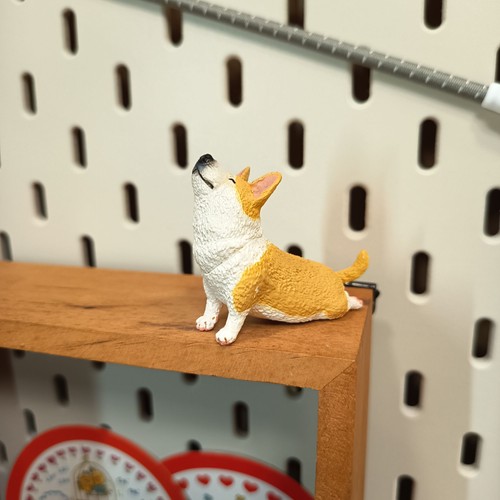 Miniatura stretching corgi - miniatura,