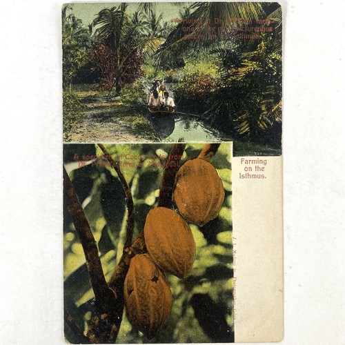 Panama prima farm - panama, albero