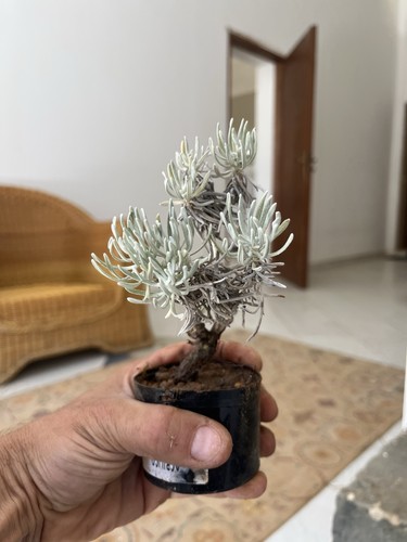 Bonsai elicriso helichrysum - bonsai, elicriso,