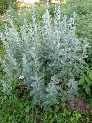 Assenzio artemisia - assenzio,