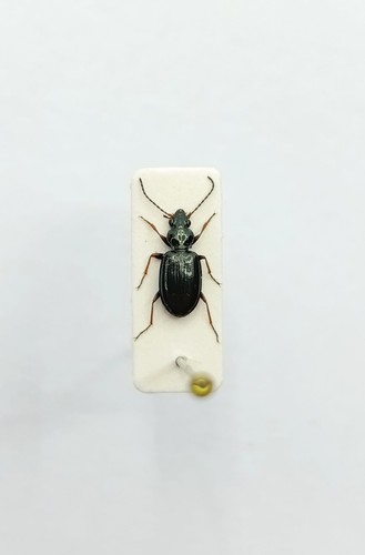 Entomology taxidermy - entomology,