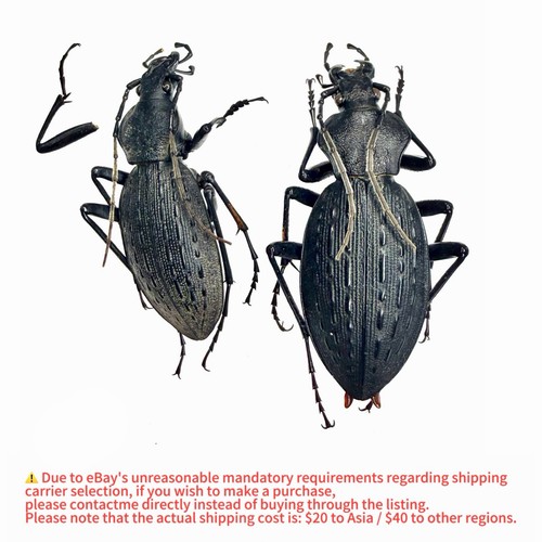 Carabidae