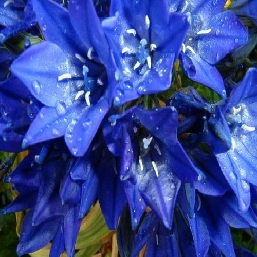 Bulbi brodiaea queen fabiola - bulbi,
