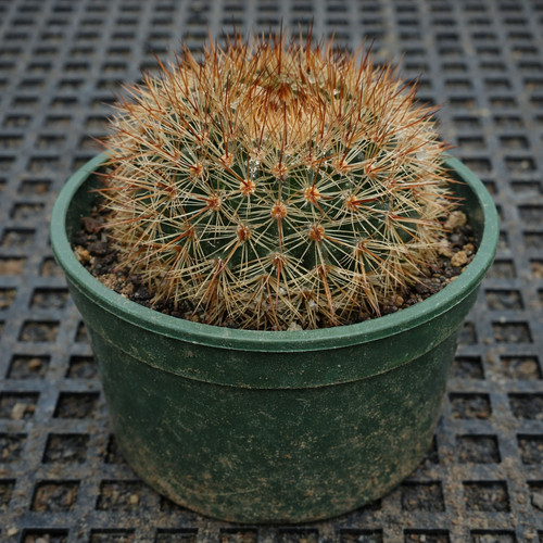 Notocactus succineus hu26 - notocactus,